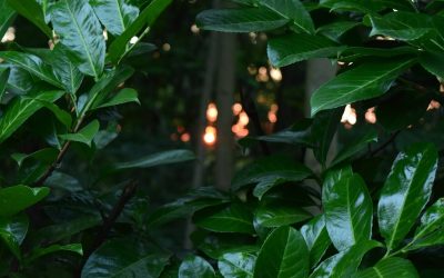 10 lucruri pe care trebuie să le știi despre laurul englezesc