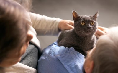 Cum poți liniști o pisică rea?