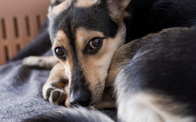 De ce se sperie câinii de zgomote puternice?