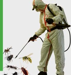 Servicii de dezinsectie profesionala in Bucuresti