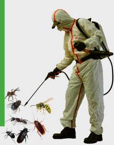Servicii de dezinsectie profesionala in Bucuresti