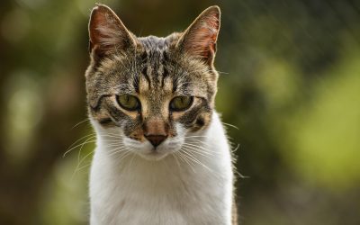 Hrana uscată vs. hrană umedă: avantaje și dezavantaje pentru prietenii noștri blănoși
